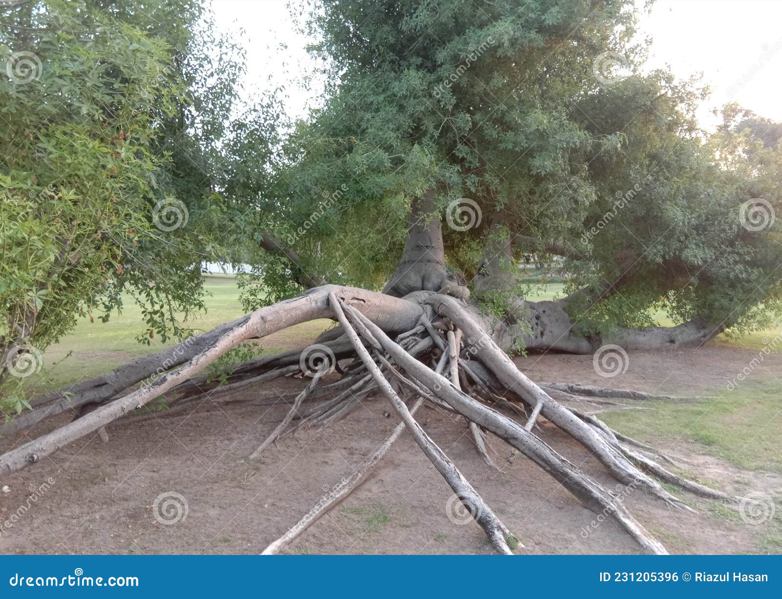 Bonsai Tree in Creek Park Dubai Stock Photo Image of woodland, fence 231205396
