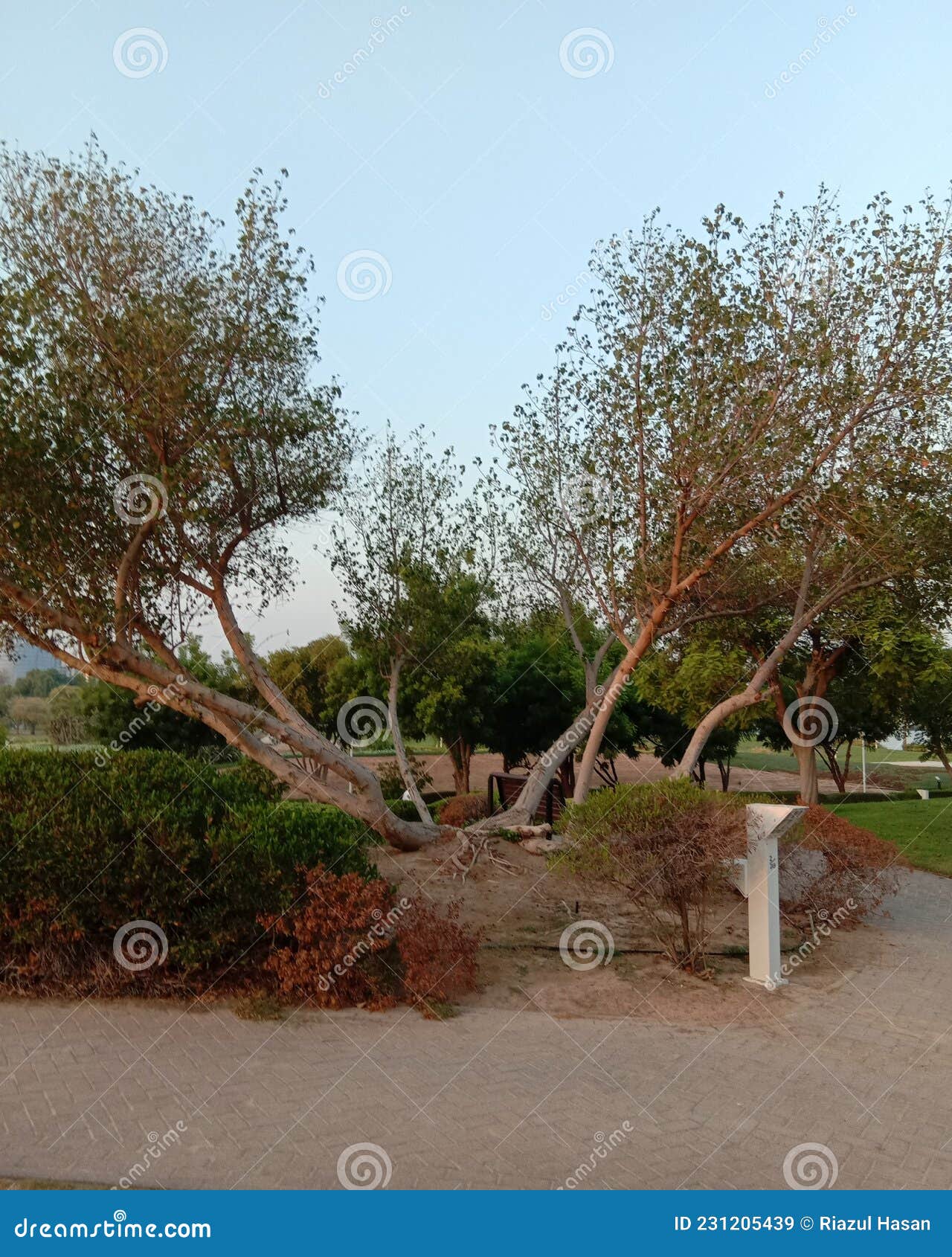Bonsai Tree in Creek Park Dubai Stock Image Image of branch, jungle 231205439