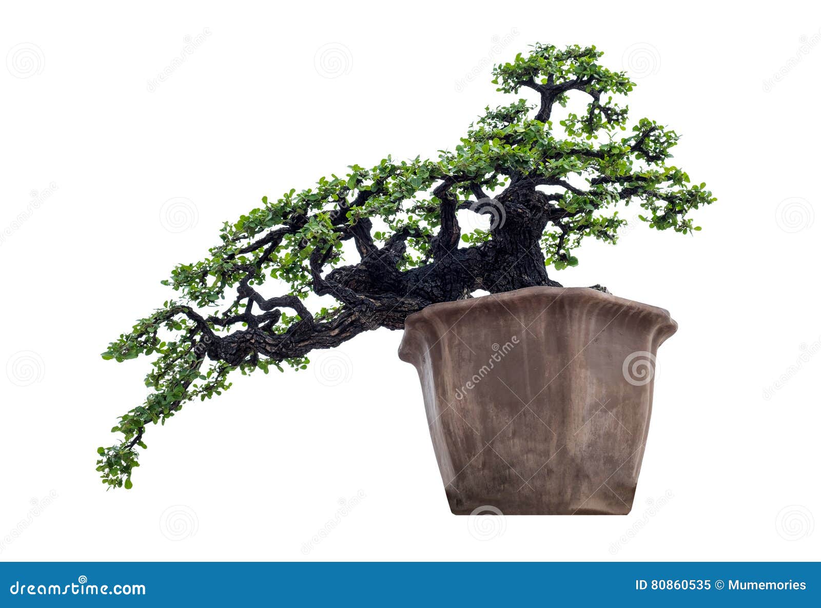 Bonsai Tree Elegant in Brown Vase Stock Image Image of drop, garden