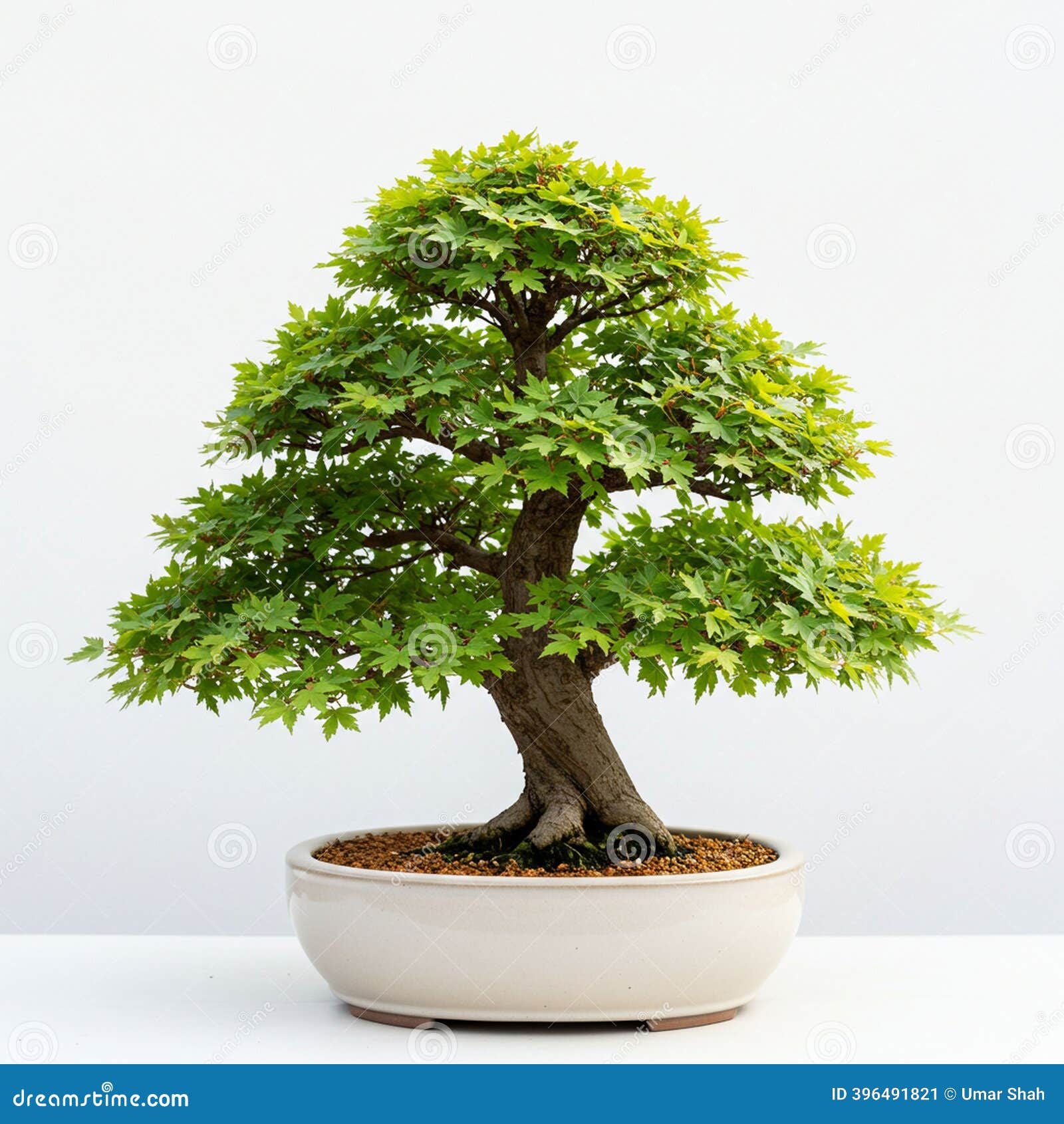 bonsai-tree-featuring-dense-