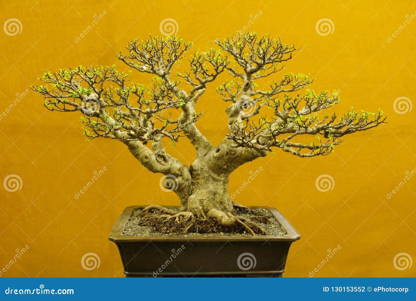 Dăunători de bonsai