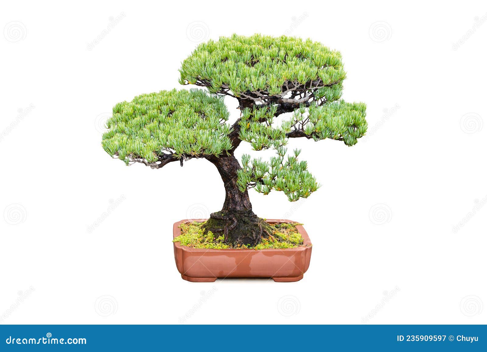 Bonsai Tree of Five Needle Pine Isolated Stock Image Image of small