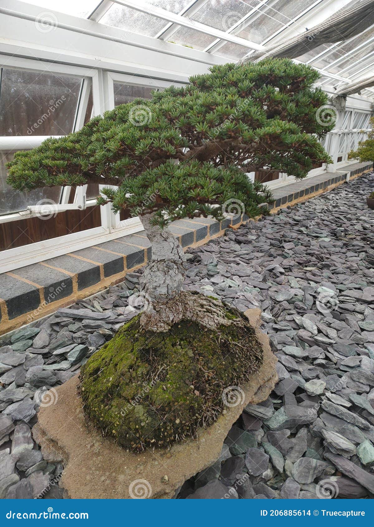 Bonsai Tree in a Greenhouse Stock Photo Image of slate, japanese