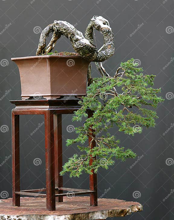 Bonsai Tree Growing Down stock image. Image of spirit 1585257