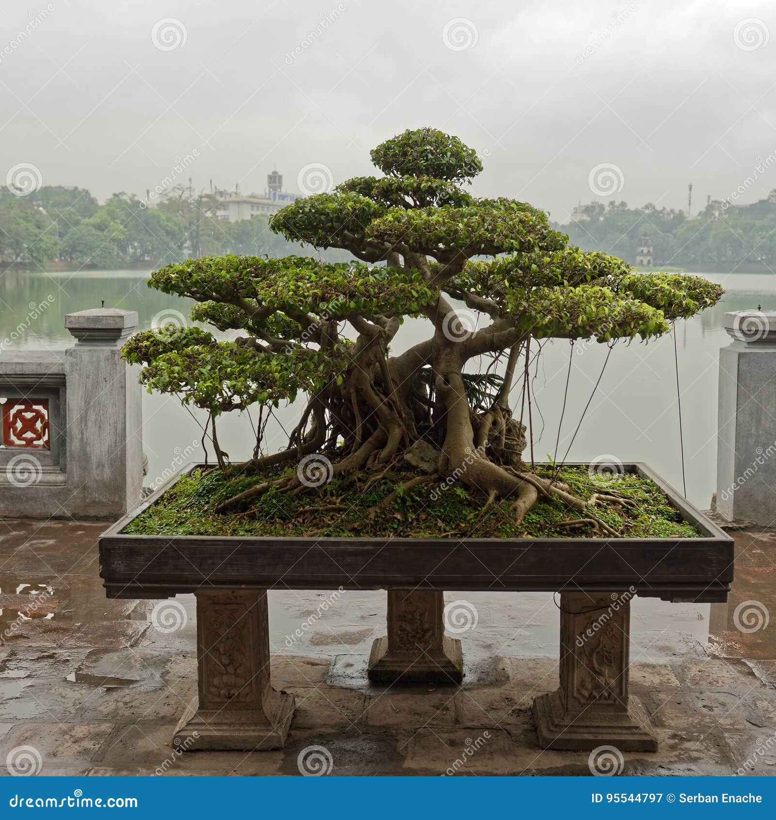 bonsai tree in hanoi