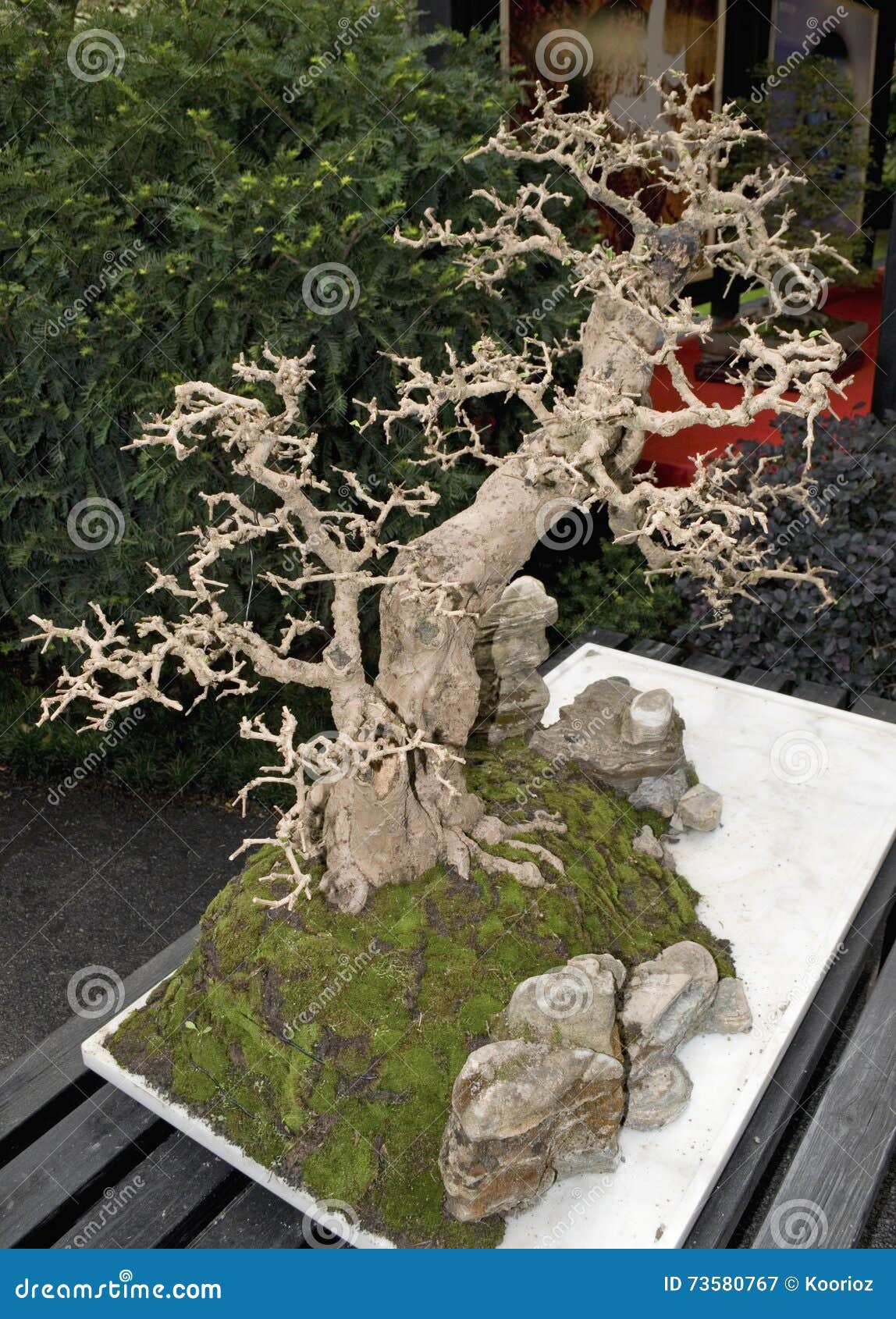 Bonsai tree indoors stock image. Image of vertical, people 73580767