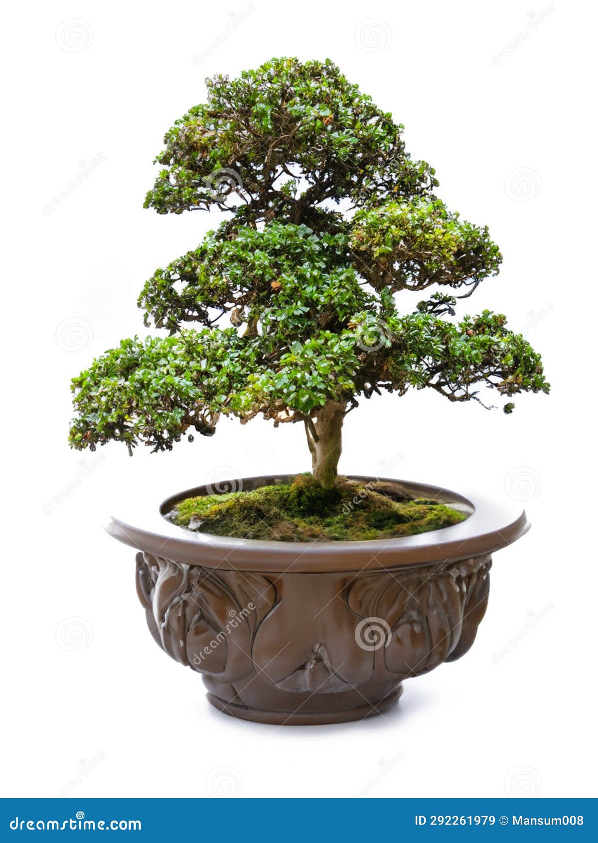 Bonsai Tree Isolated on White Background Stock Image - Image of