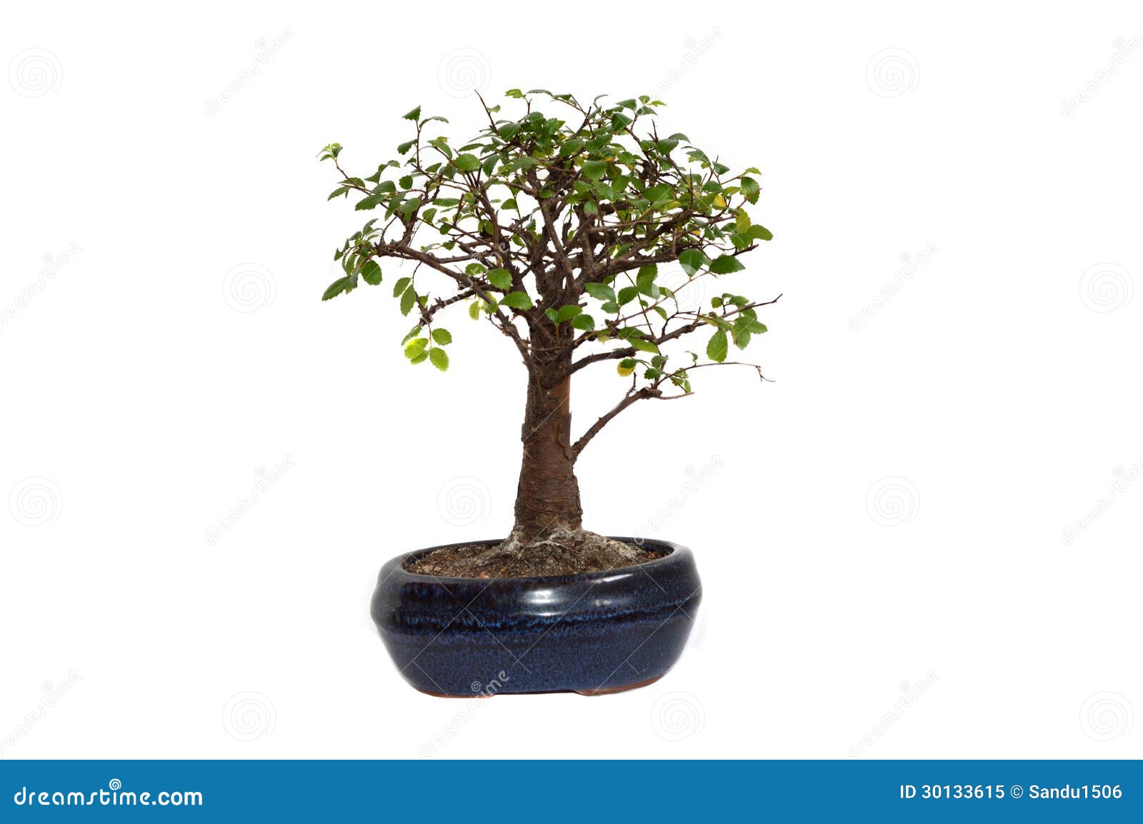 Bonsai stock image. Image of earth, green, asian, tree - 30133615