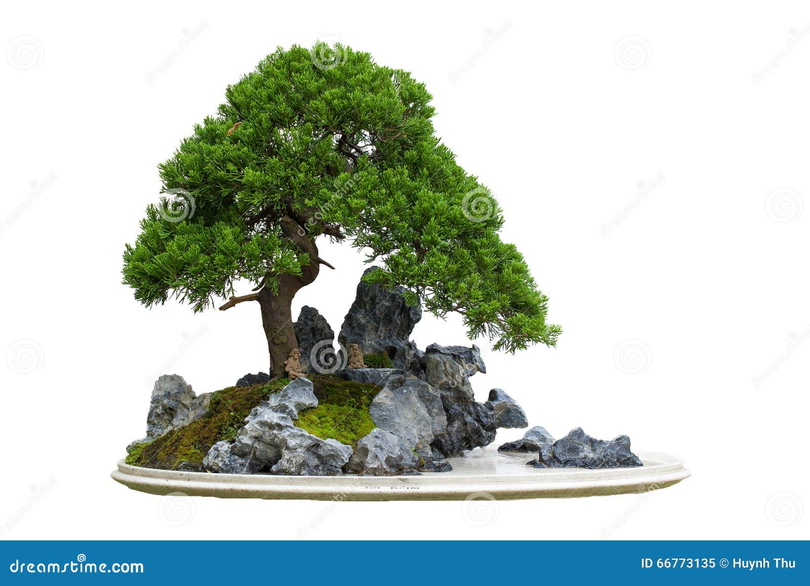 446 Bonzai Tree Isolated Royalty-Free Images, Stock Photos & Pictures