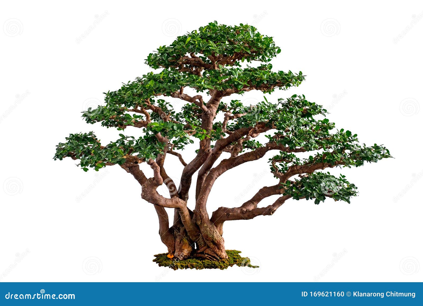 Bonsai Tree Isolated on White Background Stock Photo - Image of