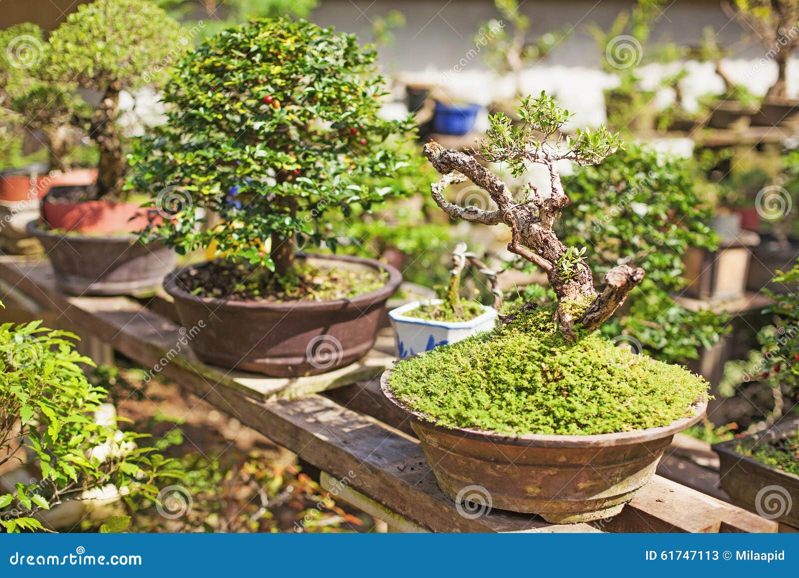 Bonsai Tree Nursery Stock Image Image Of Asian Gardening 61747113