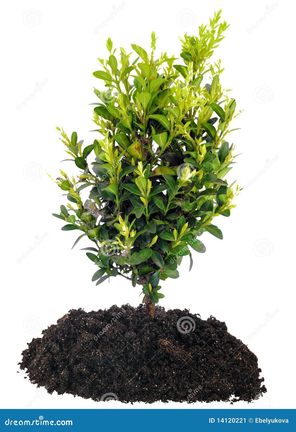Bonsai Tree and Soil on White Stock Image Image of decorative, ground