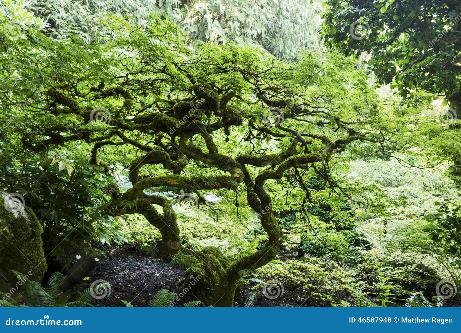 Bonsai Tree With Twisted Branches Stock Photo - Image: 46587948