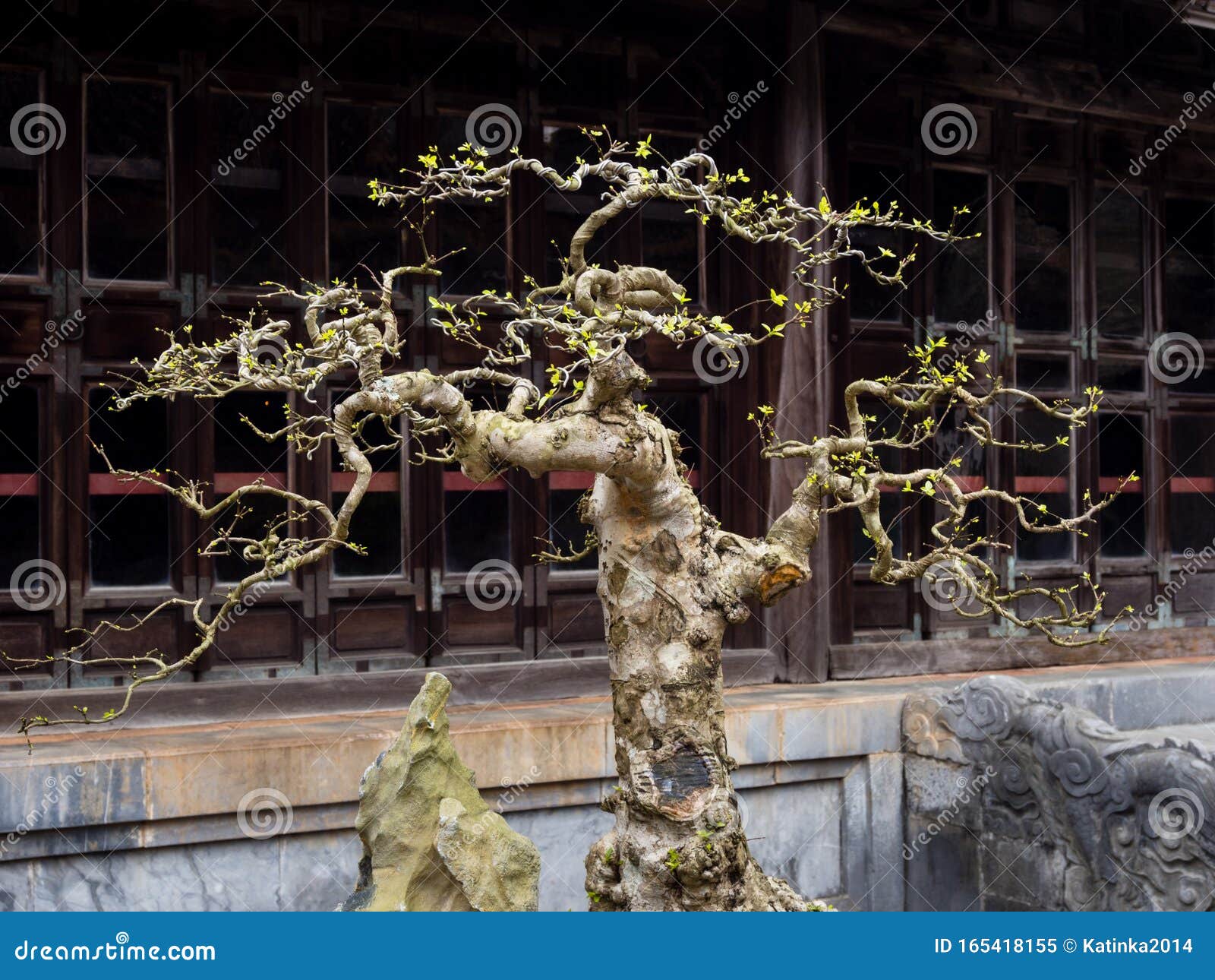 Bonsai Tree in Vietnamese Temple Stock Image Image of decorative