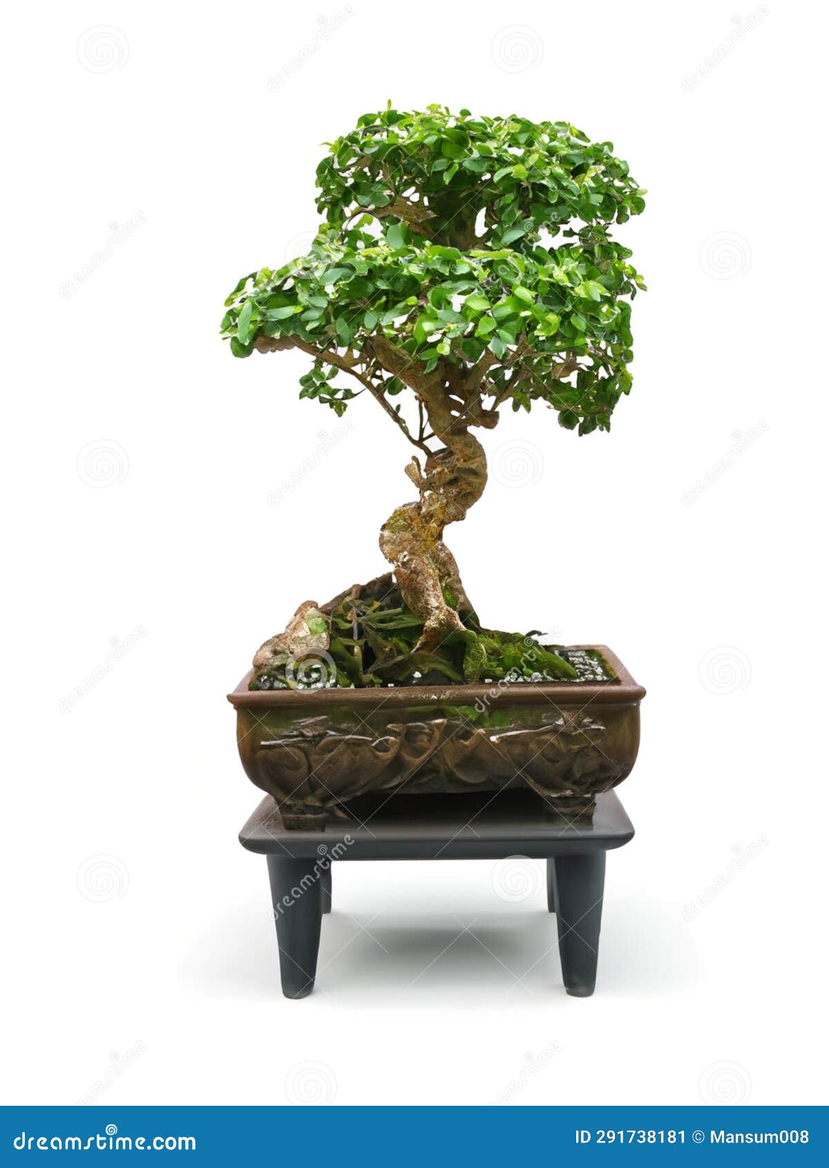 Bonsai Tree with White Background Stock Image - Image of background