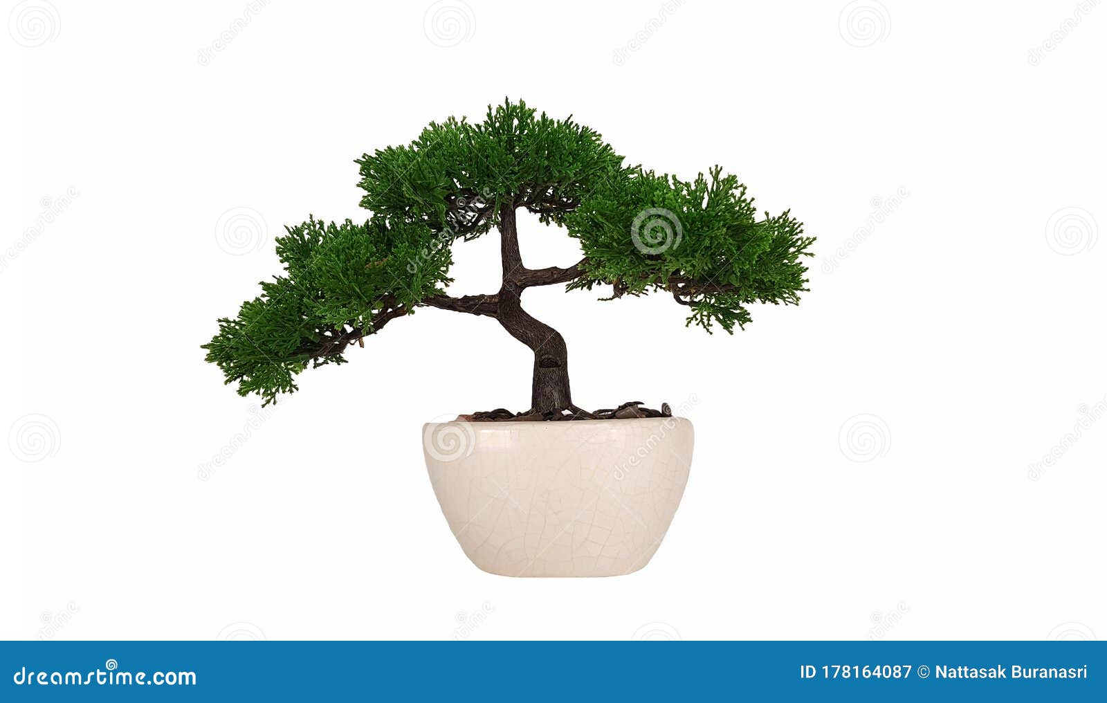 Bonsai Tree in White Ceramic Flower Pot Stock Image   Image of ...