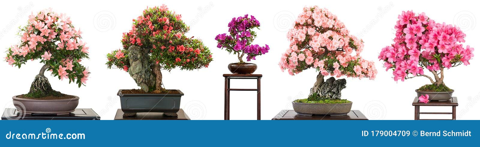 Bonsai Trees with Flowers White Isolated Stock Image - Image of header