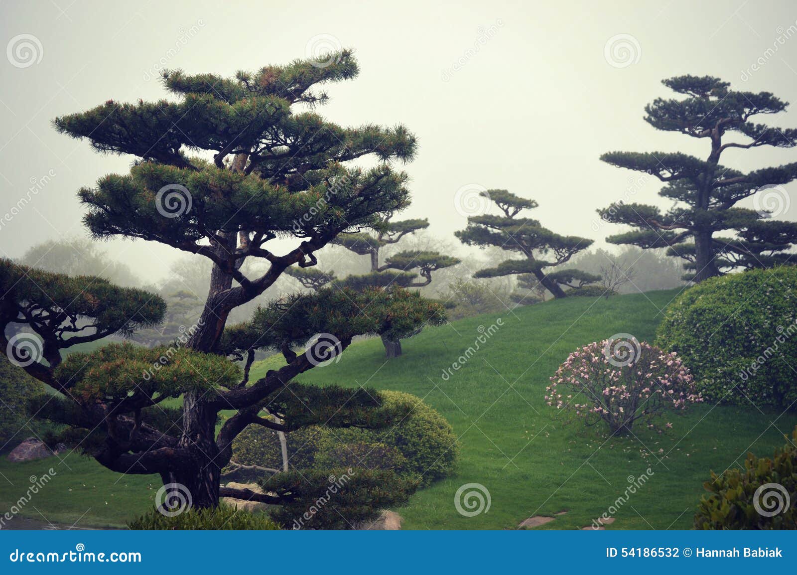 bonsai trees fog