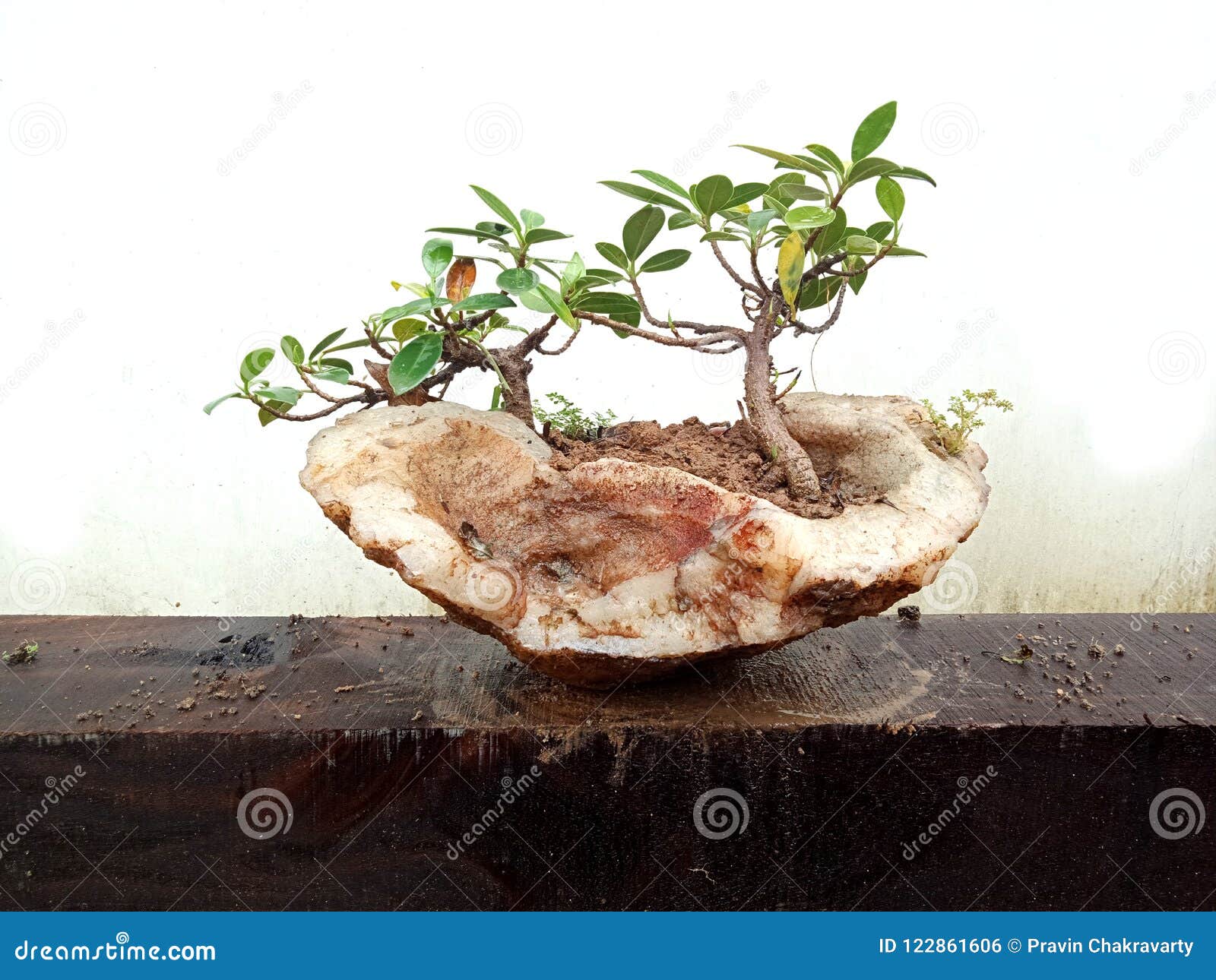 Bonsai with White Textured Background, Textured Background Wallpaper. Stock  Photo - Image of colocasia, crystal: 122861606