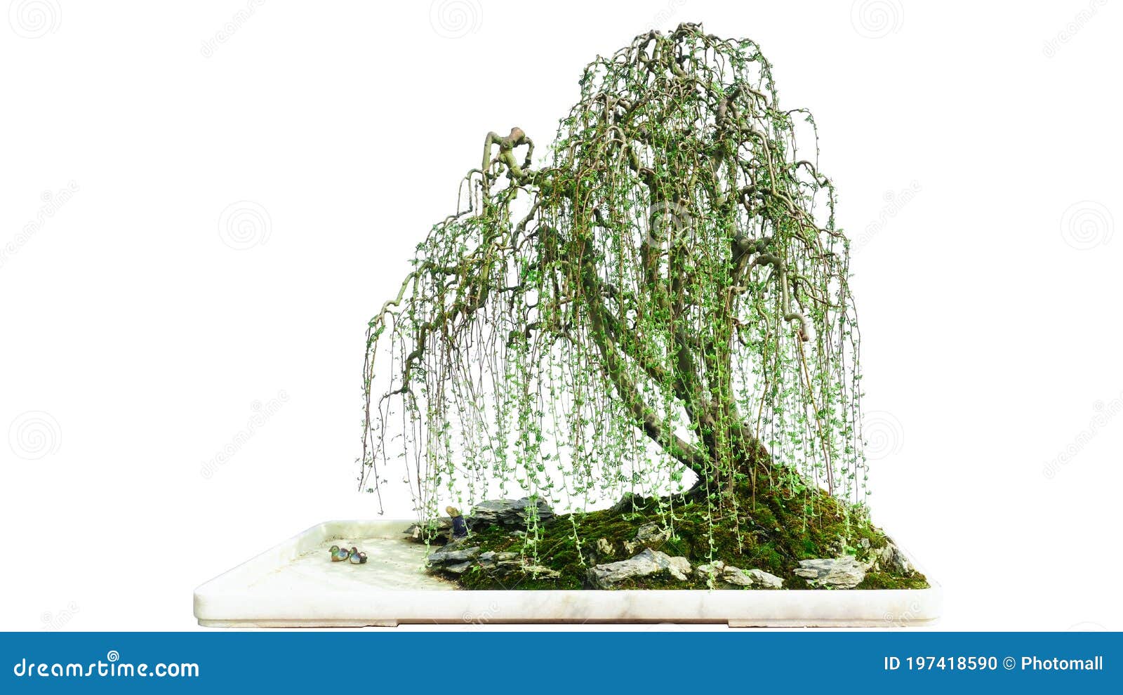 bonsai willow tree potted landscape garden art