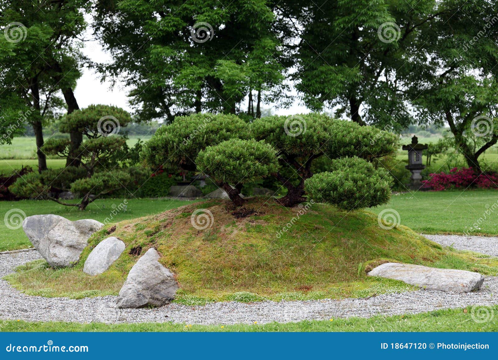 Bonsais no jardim de pedra chinês. Plantas de alguns bonsais em um monte em um jardim de pedra asiático chinês com alguns arbustos no fundo. alguns povos chamam este tipo do jardim um jardim verde