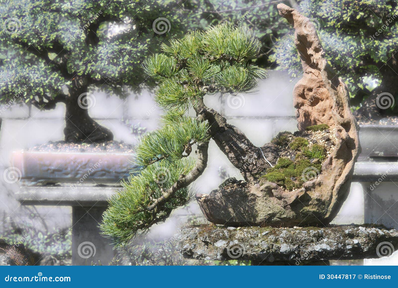 Bonsais Putzen Im Garten, Picea Heraus Stockbild - Bild ...