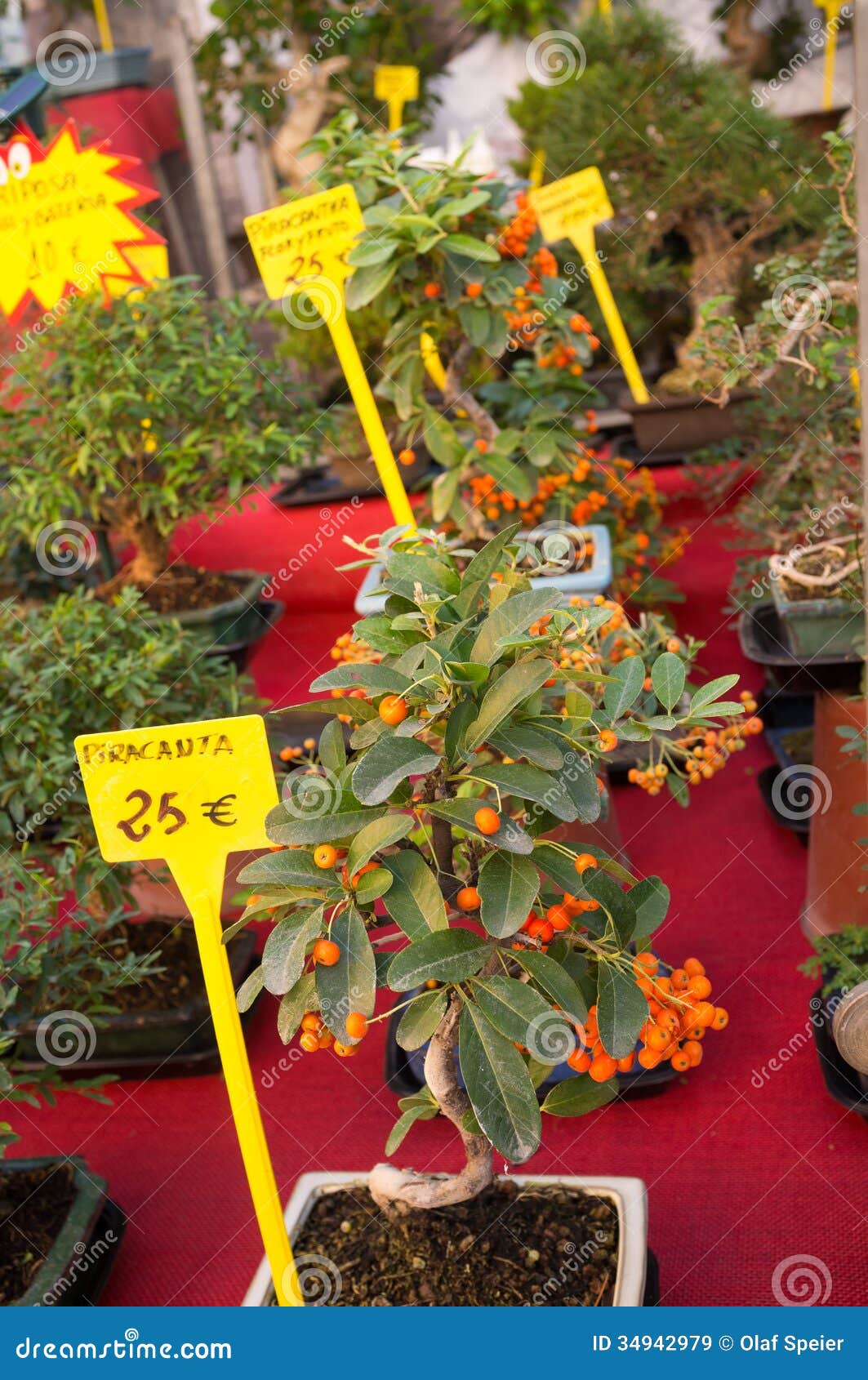 Bonsais for sale stock image. Image of pots, traditional 34942979