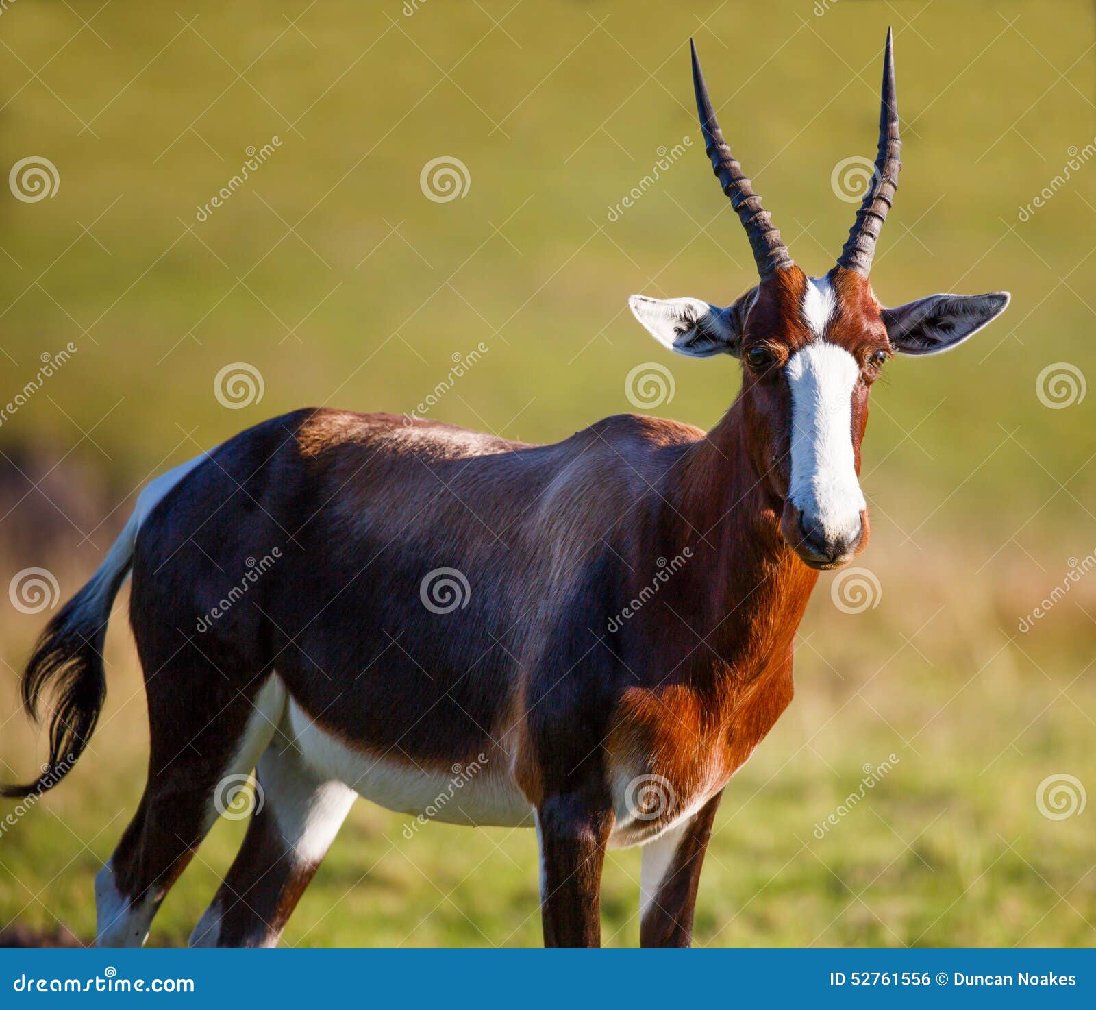 Bontebok Antelope Stock Photo - Image: 52761556
