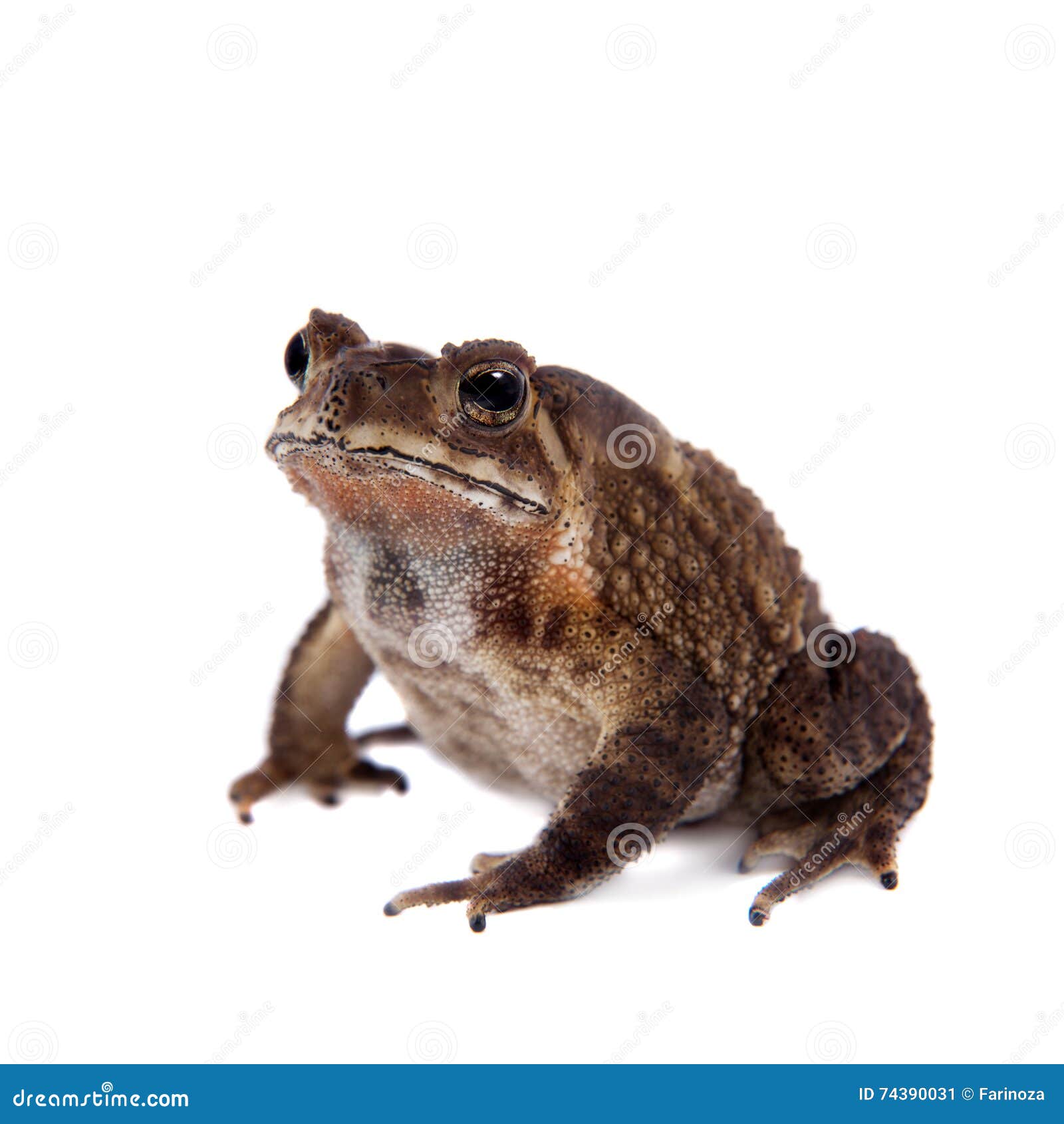 Bonyheaded Toad Isolated on White Stock Image Image of isolated