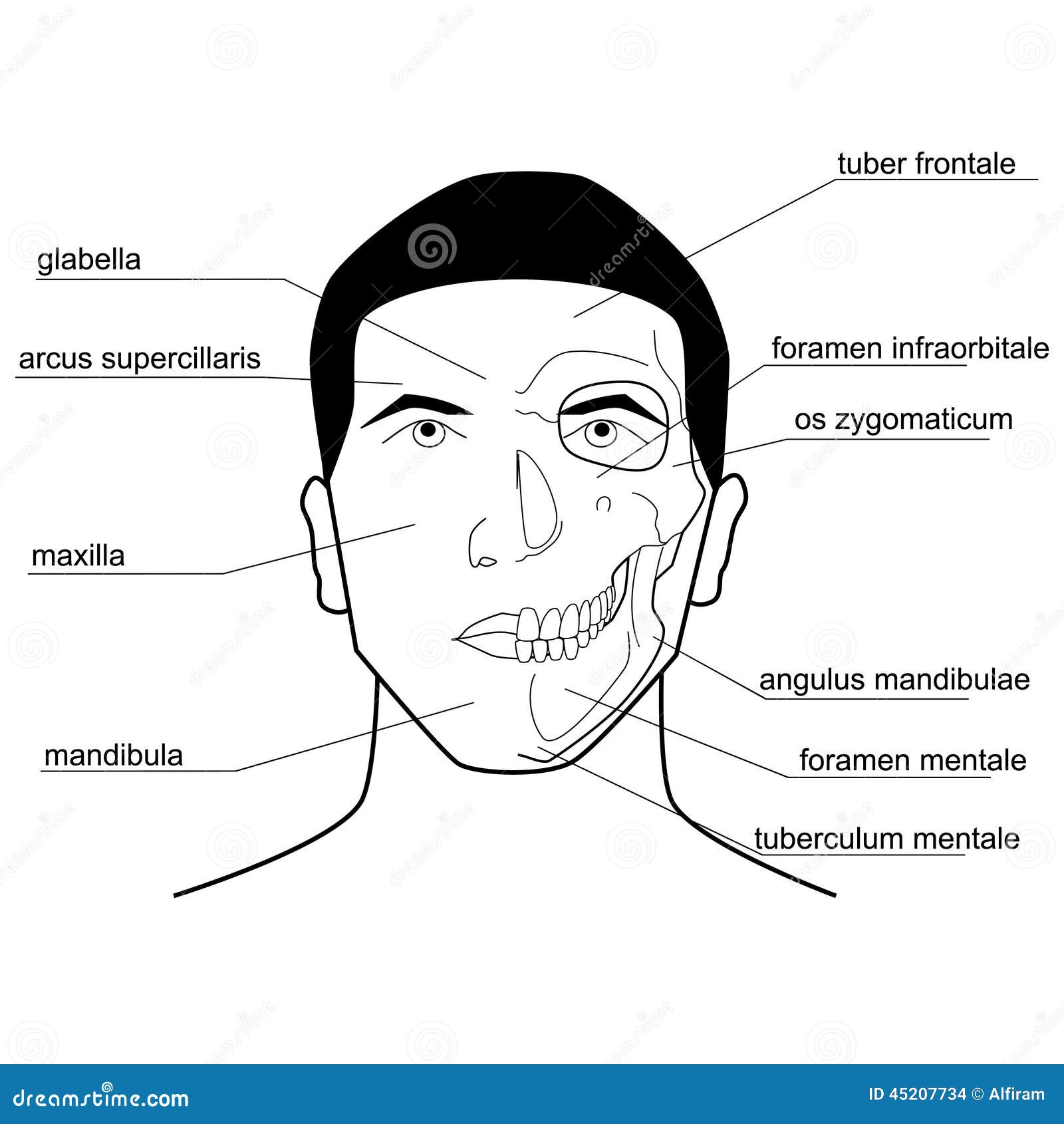 Bony Landmarks of the Head. Stock Vector Illustration of drawing