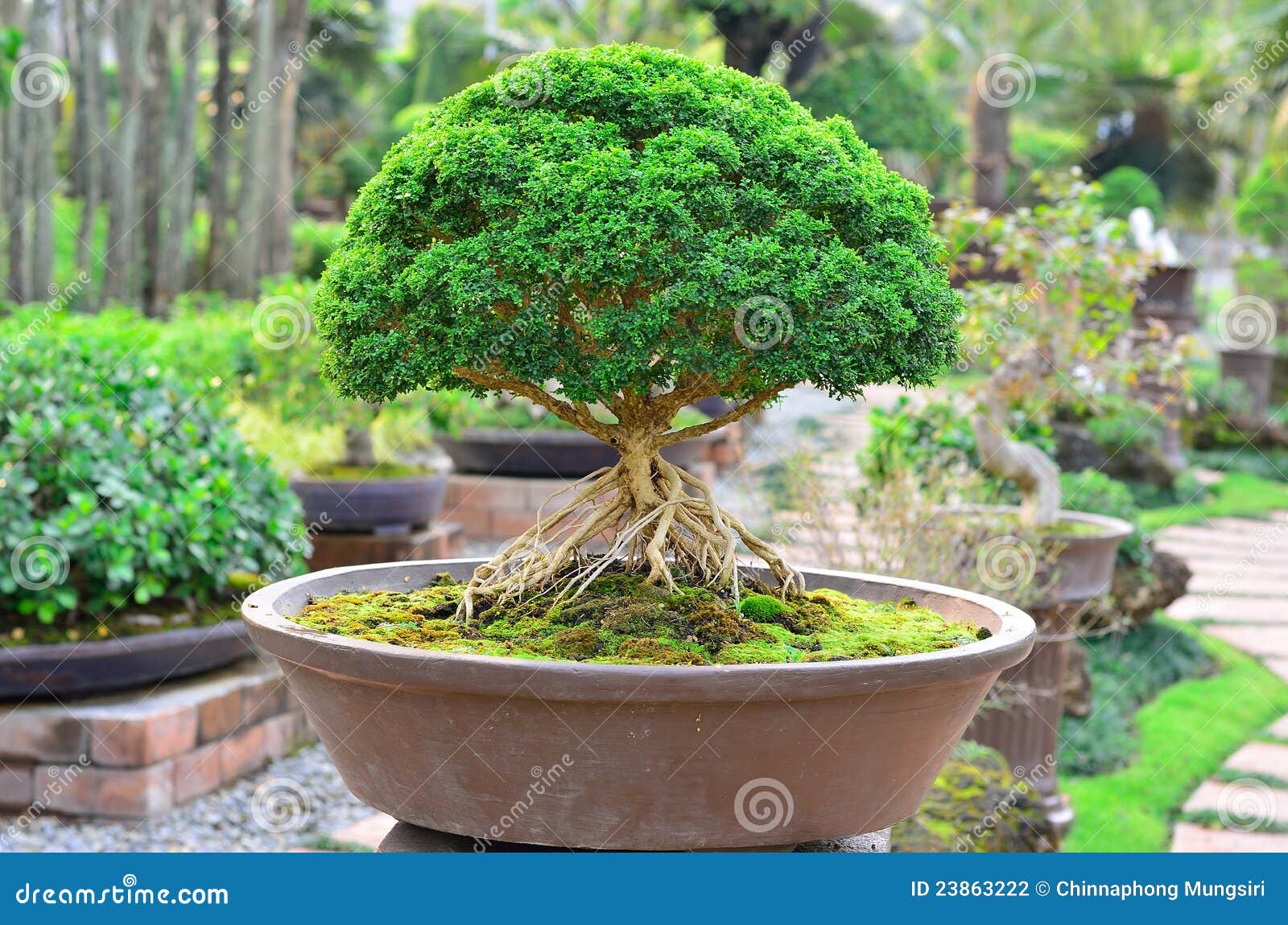 Bonzai plant stock photo. Image of bonsai, decoration - 23863222