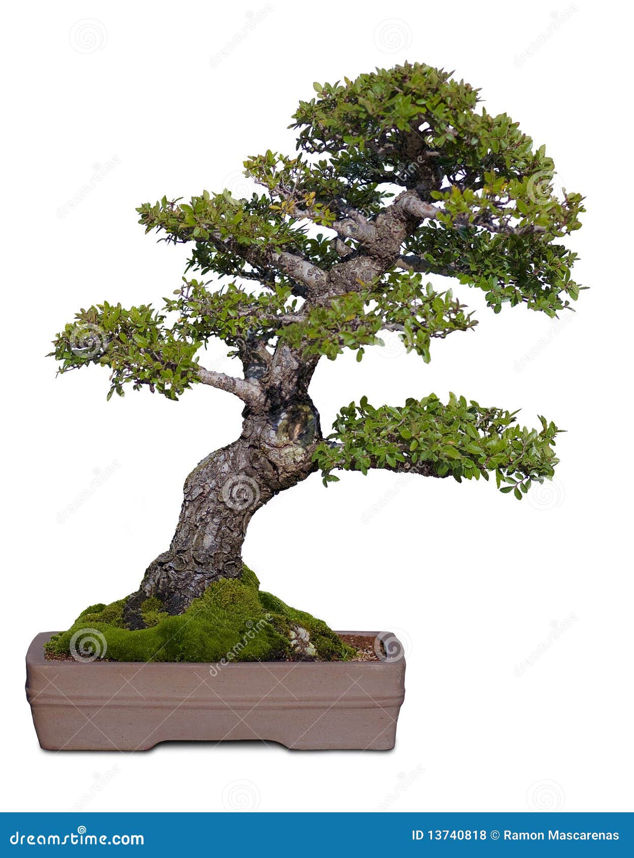 Bonzai Tree Royalty Free Stock Photos - Image: 13740818