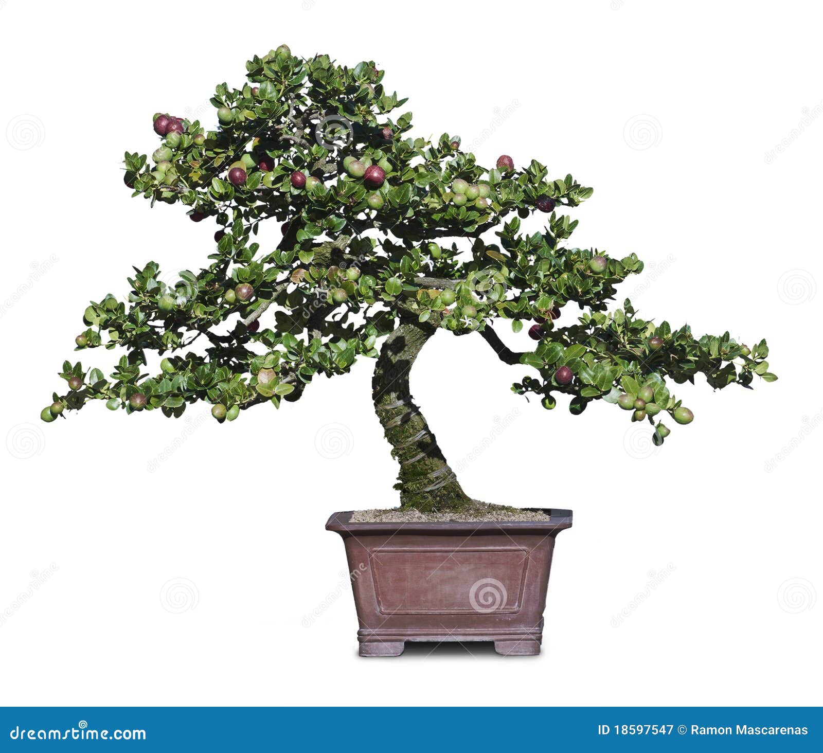 Bonzai Tree stock image. Image of background, growing - 18597547