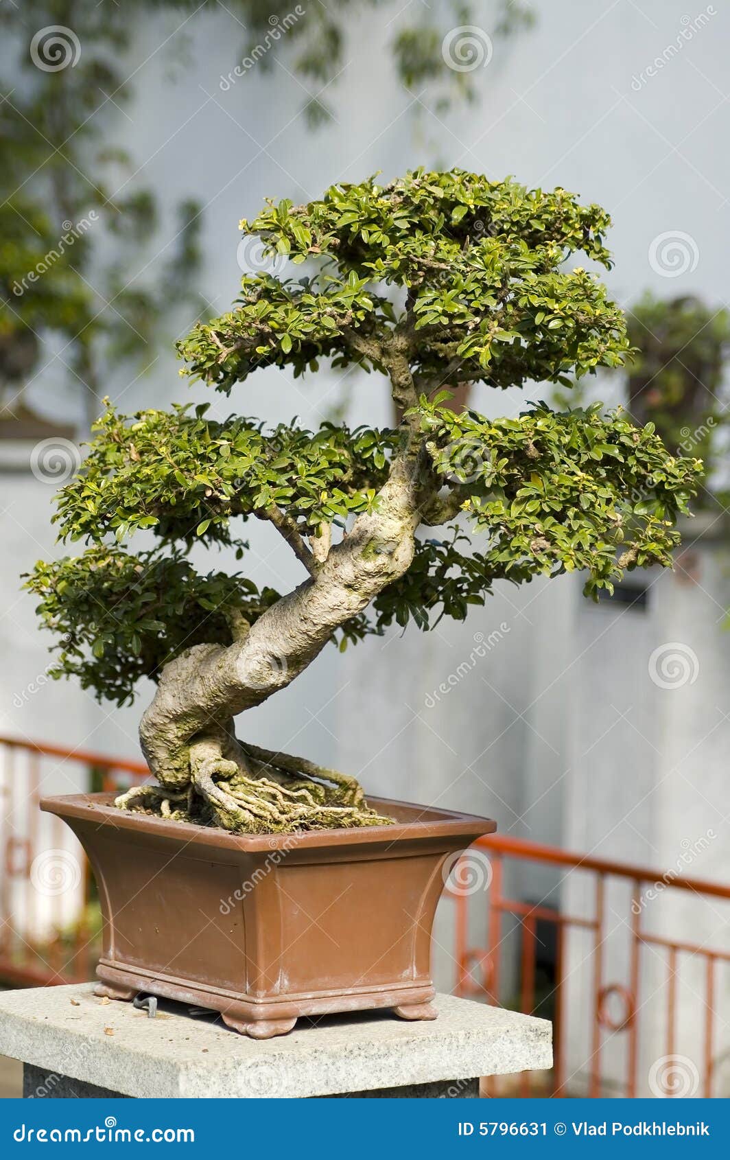 Bonzai tree stock image. Image of culture, peaceful, green - 5796631