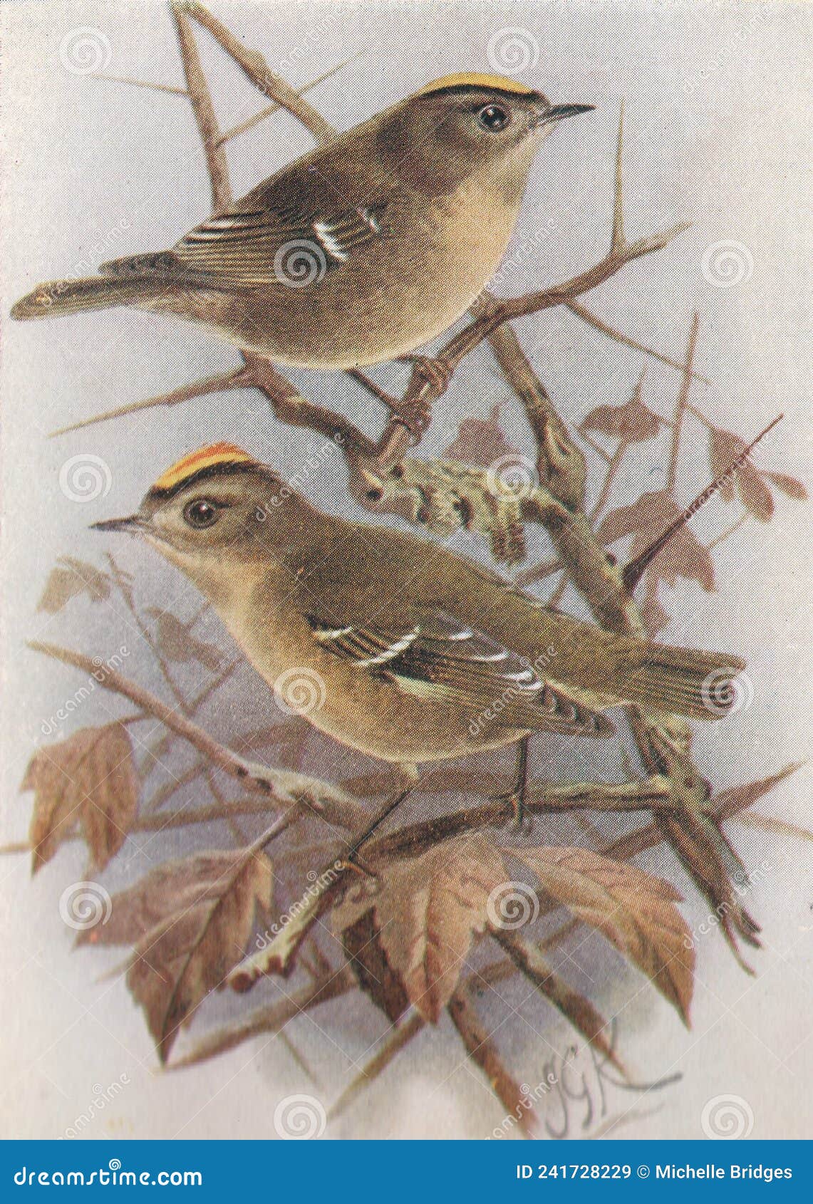 Little King, The goldcrest is called the king of the birds…