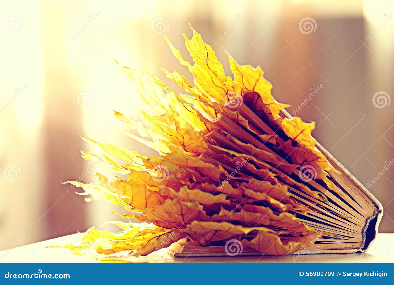 Book pages yellow leaves stock image. Image of school 56909709