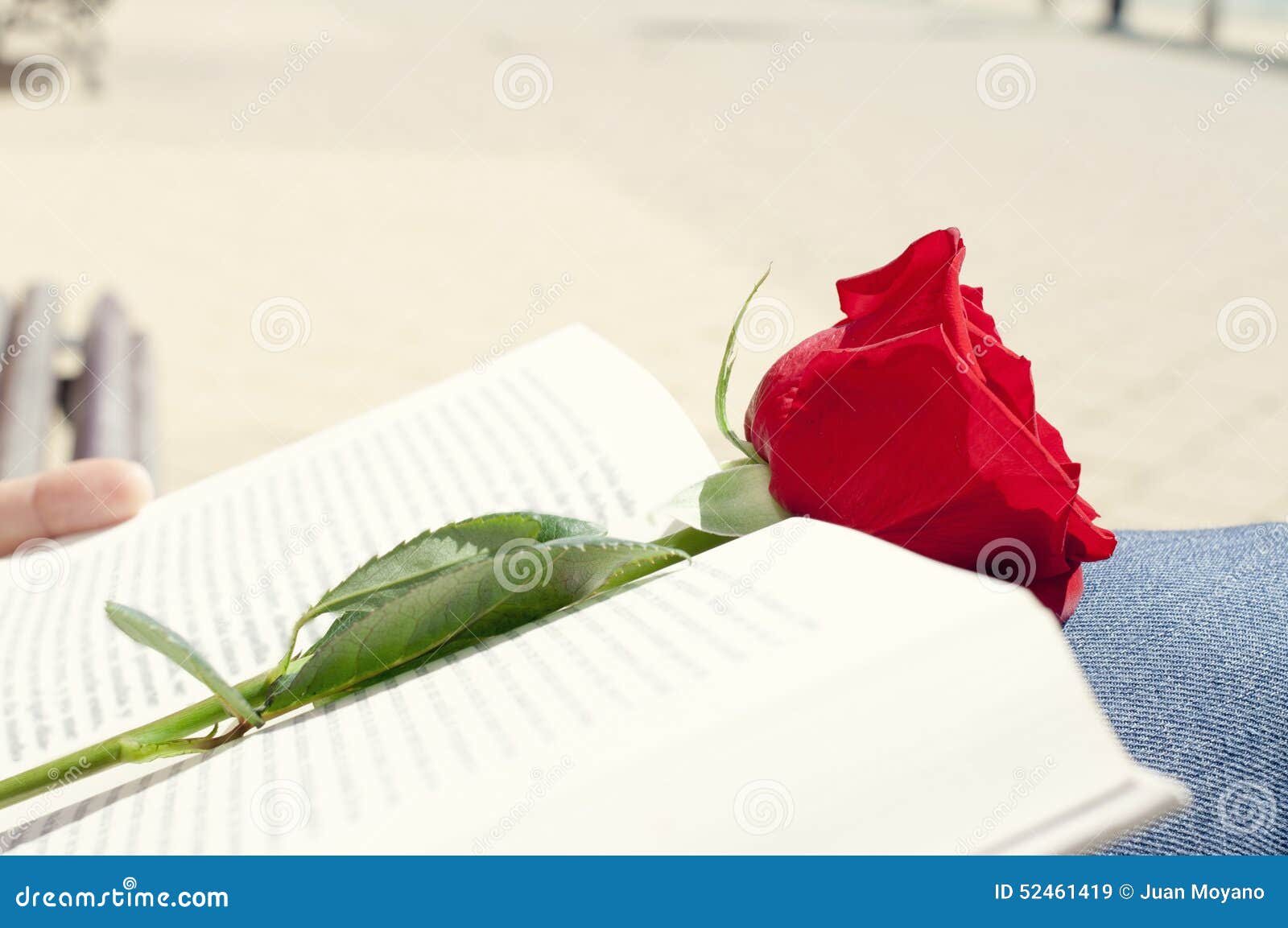 Book and red rose for Sant Jordi, Saint Georges Day, in Cataloni. Closeup of a young man with a red rose on an open book for Sant Jordi, the Saint Georges Day, when it is tradition to give red roses and books in Catalonia, Spain