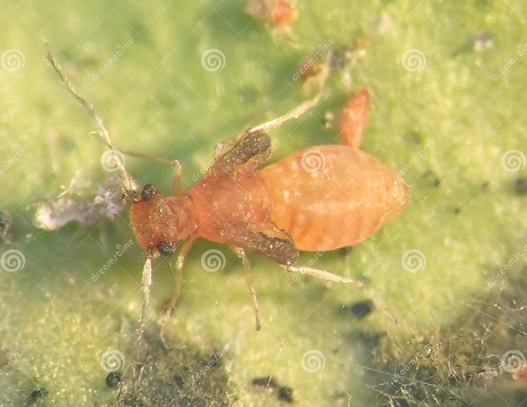 Booklice. Nymph on an Orange Tree Green Leaf Stock Image - Image of