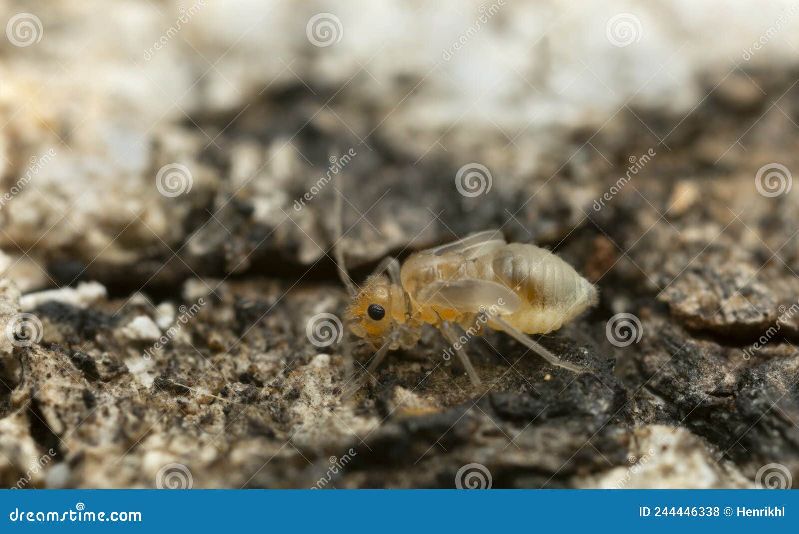 booklouse on bark, macro photo