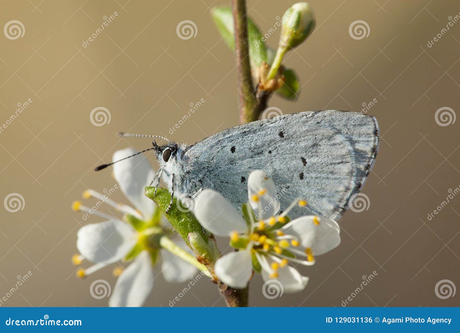 Boomblauwtje, μπλε της Holly. Boomblauwtje/μπλε της Holly (argiolus Celastrina)