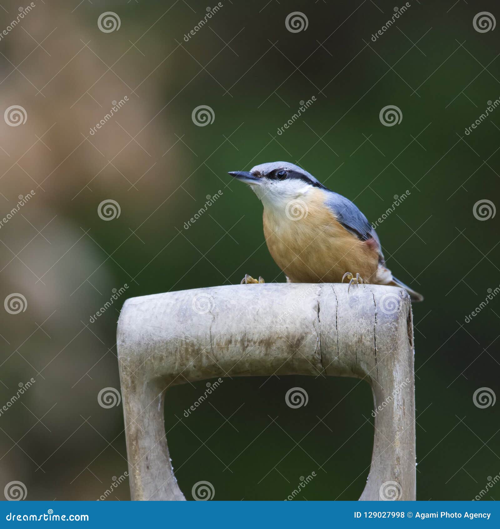 boomklever, eurasian nuthatch, sitta europaea