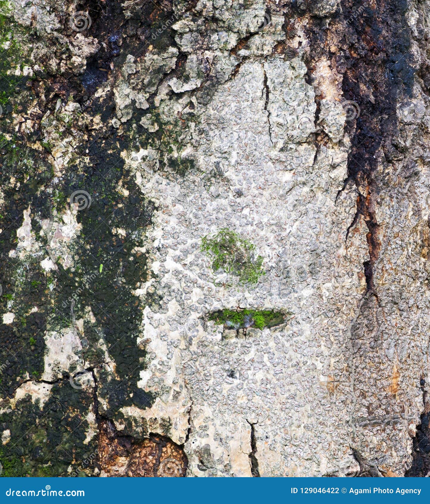 boomschors met mos; treetrunk with moss; minca, colombia
