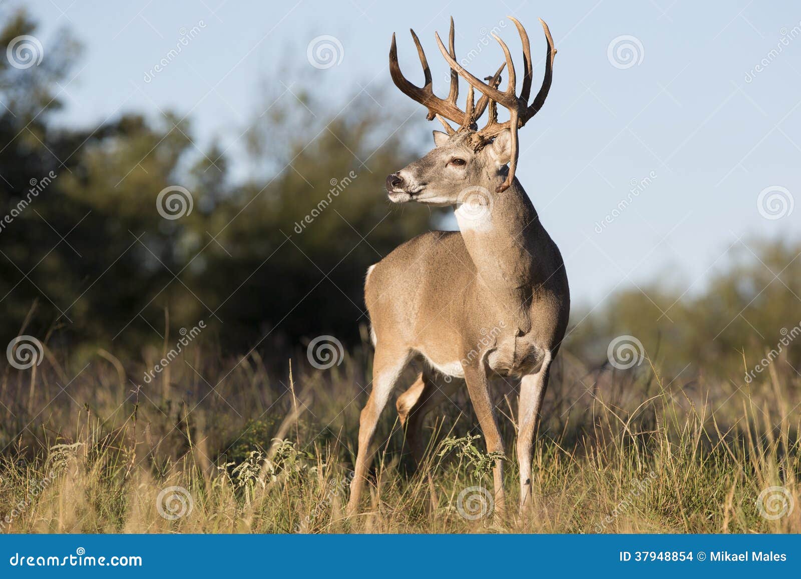 Mule Deer Buck (Odocoileus Hemionus) With Drop Tine;, 40% OFF
