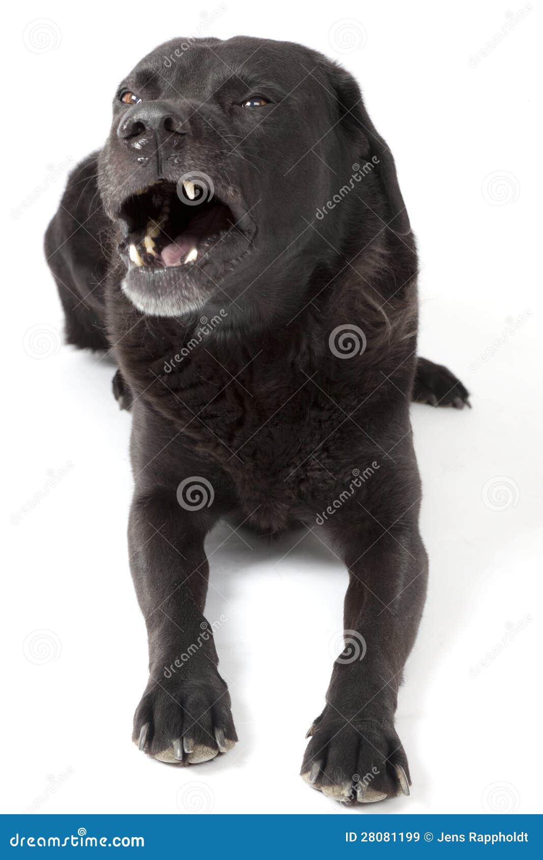 Boos zwart Labrador. stock afbeelding. Image of gegrom 28081199