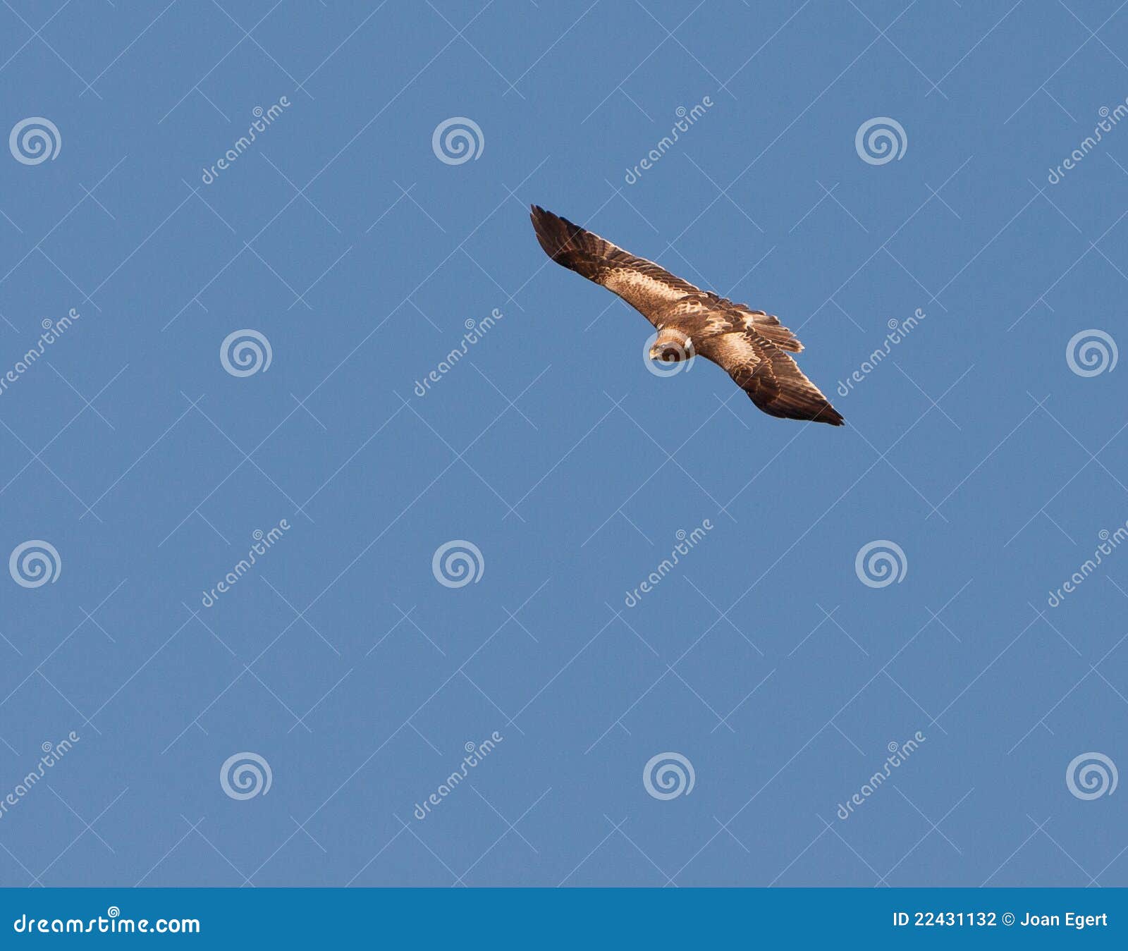 A Booted Eagle In Fast Flight Stock Photo Image Of Europe