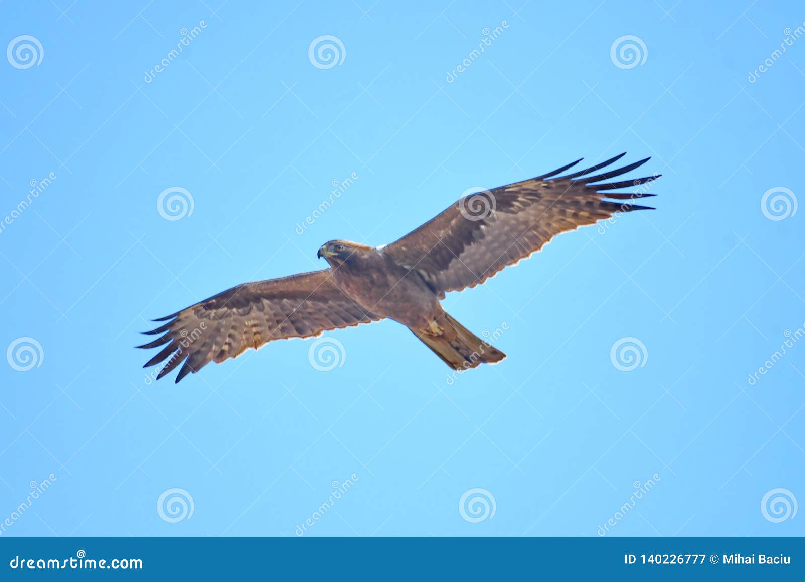 booted eagle hieraaetus pennatus
