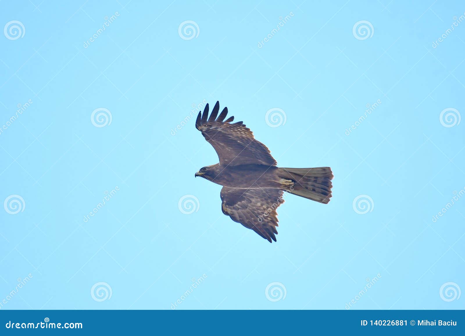 booted eagle hieraaetus pennatus