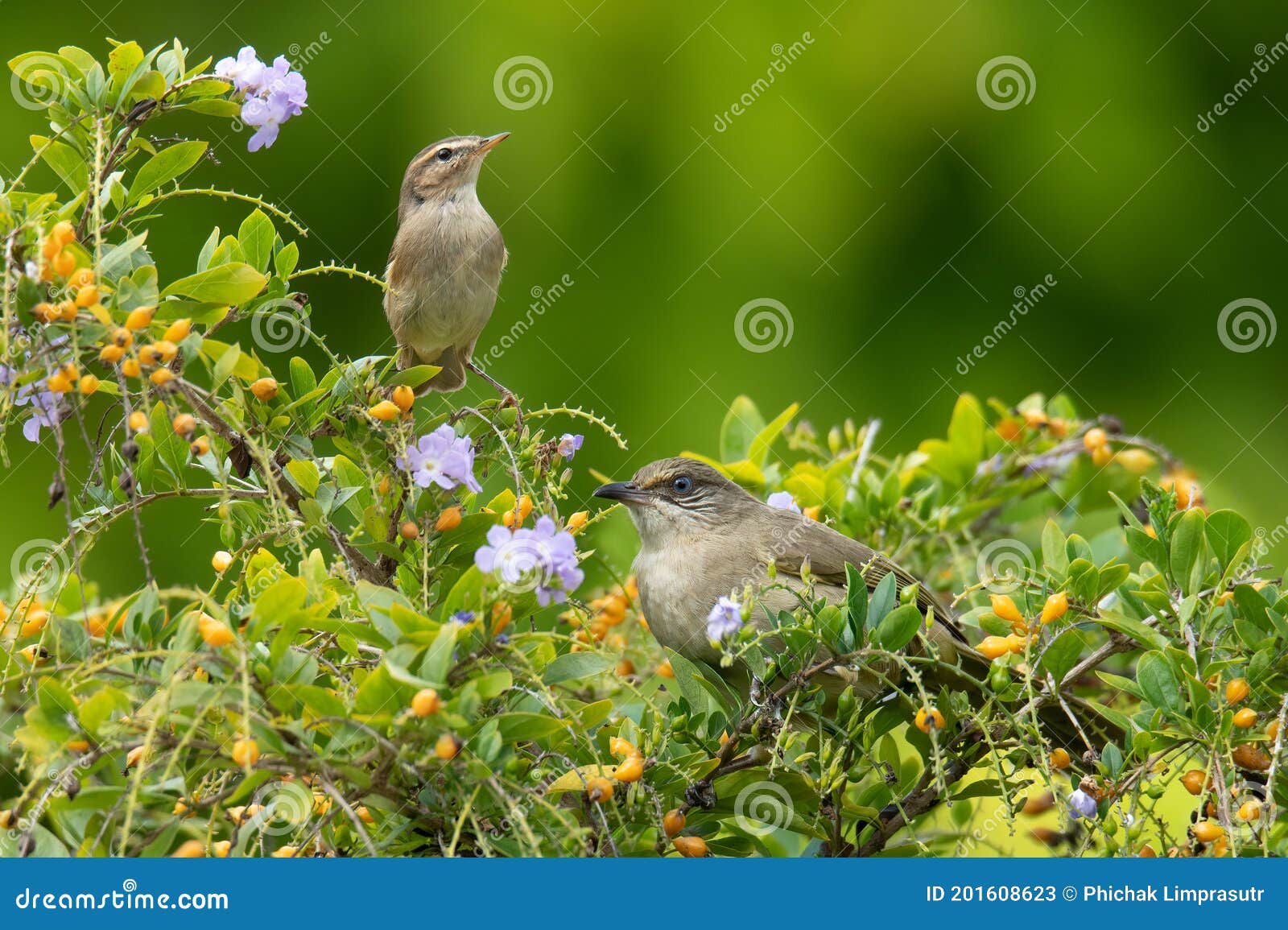 booted warbler and streak-eared bulbul perching on a tree