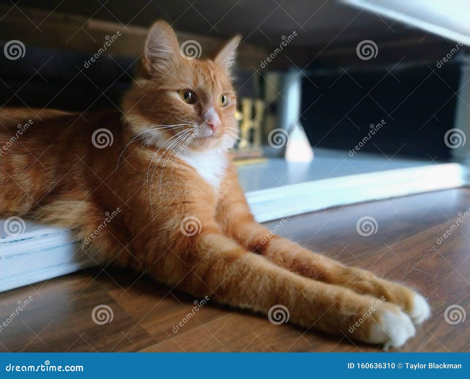 Boots the Cat 1 Love Photos in the House. Stock Photo Image of love, house 160636310