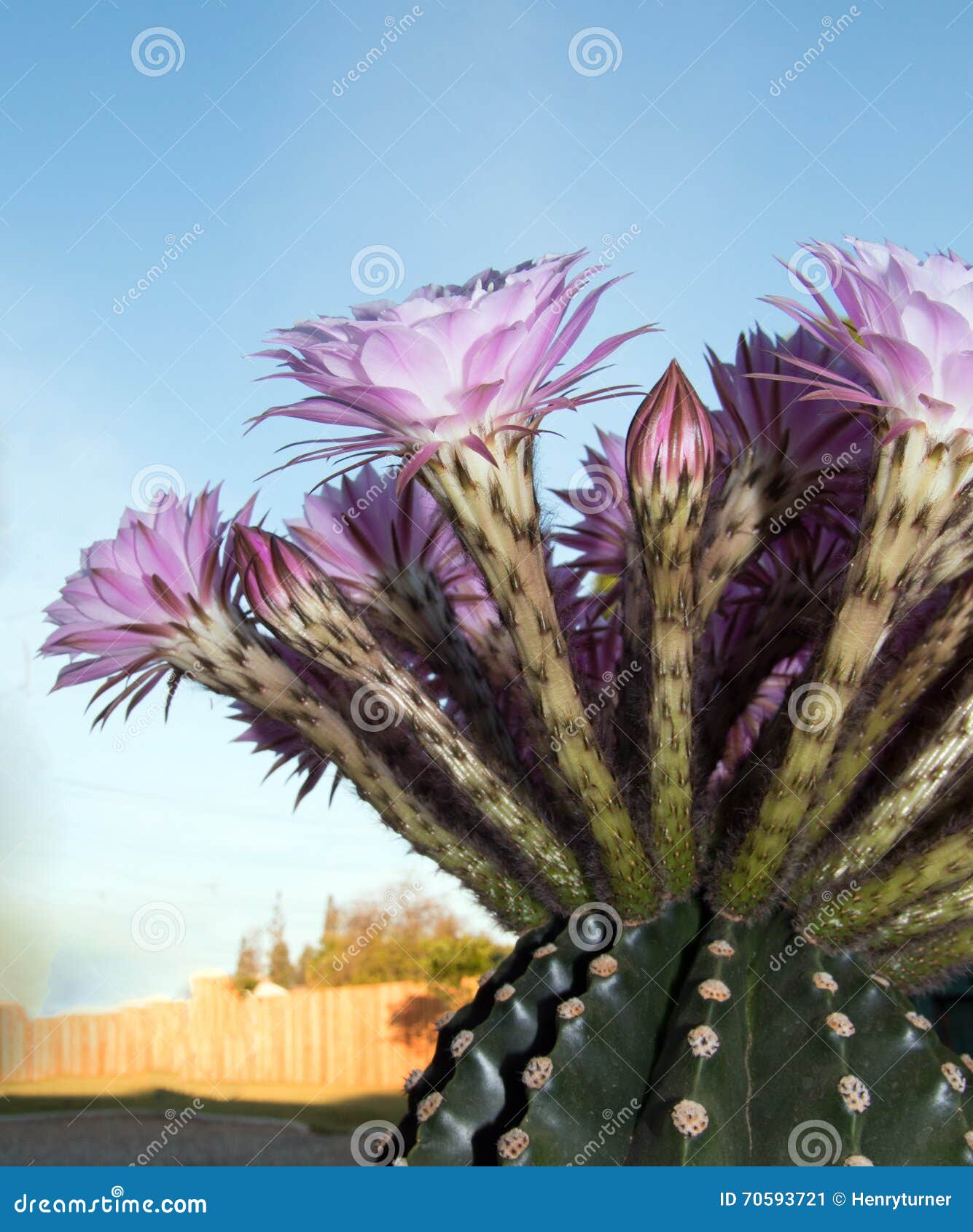 boquet of barrel cactus flowers in the early morning in riverside california